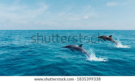 dolphin jumping in the sea
