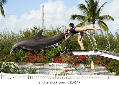 Dolphin Jumping through a Hoop