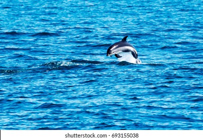 A Dolphin Jumps Out Of The Blue Atlantic Ocean In Maine, Just Outside Of Bar Harbor And Acadia National Park While I Was On A Whale Watching Excursion