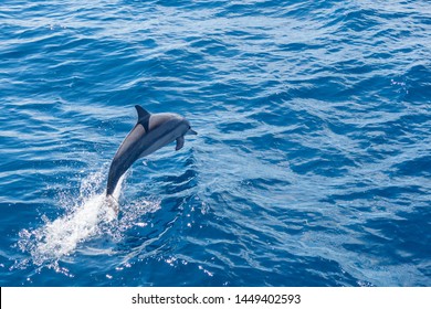 Dolphin jumps out of water a long side liveaboard