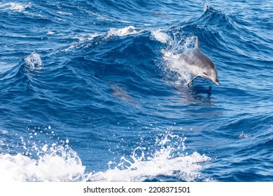 Dolphin Jumps Through A Wave In The Atlantic Ocean