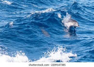 Dolphin Jumps Through A Wave In The Atlantic Ocean