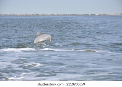 Dolphin Leaping  At Galveston, TX