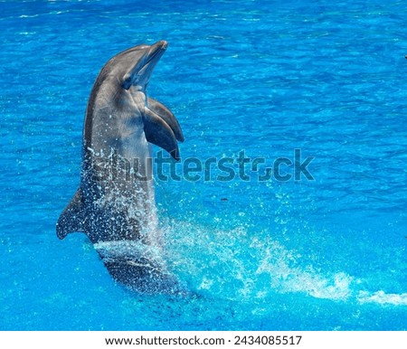dolphin leaping out of the blue