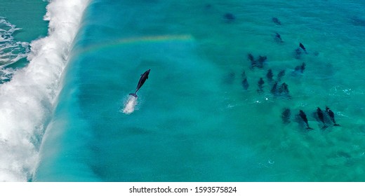 Dolphin leaping from wave with rainbow