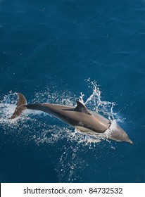 Dolphin leaping in the wild, New Zealand