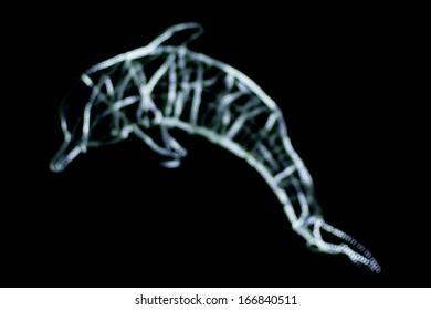 Dolphin light.