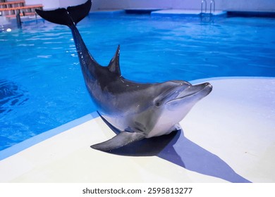 dolphin lying on its side on a platform. The dolphin has gray skin and a long, pointed snout