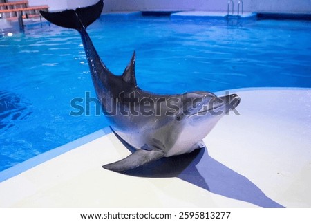 dolphin lying on its side on a platform. The dolphin has gray skin and a long, pointed snout