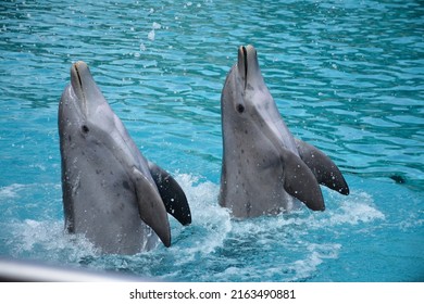 The Dolphin Marine Aquatic Mammal