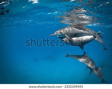 Dolphin mating in the Red Sea