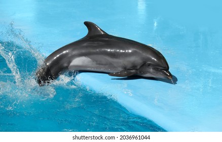 Dolphin Near Pool At Marine Mammal Park