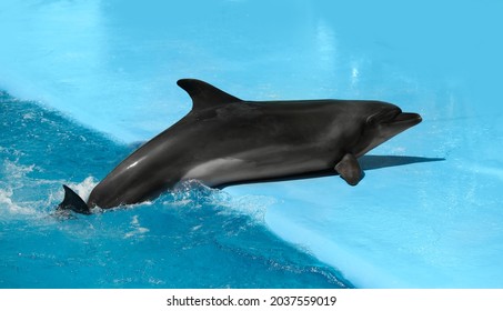 Dolphin Near Pool At Marine Mammal Park