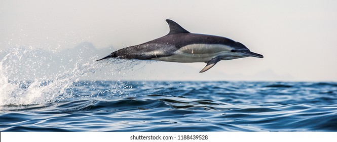 Dolphin in the ocean. Dolphins swim and jumping out of water. The Long-beaked common dolphin. Scientific name: Delphinus capensis. False Bay. South Africa.