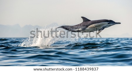 Dolphin in the ocean. Dolphins swim and jumping out of water. The Long-beaked common dolphin. Scientific name: Delphinus capensis. False Bay. South Africa.