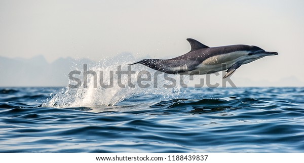 Dolphin in the ocean. Dolphins\
swim and jumping out of water. The Long-beaked common dolphin.\
Scientific name: Delphinus capensis. False Bay. South\
Africa.