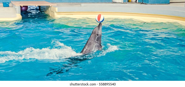 Dolphin performing, playing in the pool water with colored beach ball.