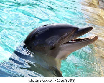 A Dolphin Photo Made In December 2013 In Tampa, Florida, Busch Gardens.