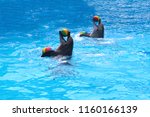 Dolphin play with ball. Clever animals perform a trick. Interesting show for adult and children in dolphinarium. 