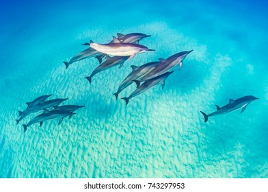 Dolphin Pod