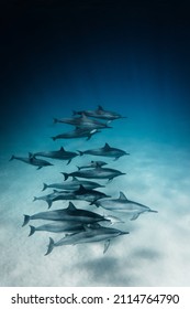 Dolphin Pod In Oahu Hawaii