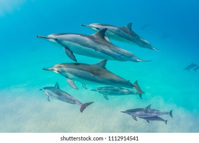 Dolphin Pod Swimming Over Sand