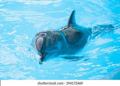 Dolphin In The Pool Breathing