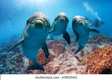 Дельфин портрет деталь глаз, глядя на вас из океана