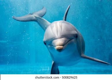retrato delfín de los ojos mientras te mira desde el océano