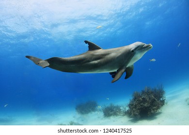 Dolphin posing in ocean