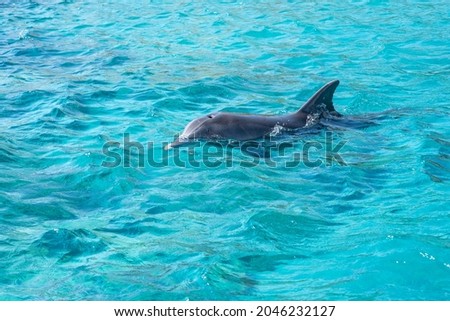 Dolphin at Dolphin Reef tourist destination in Eilat in southern Israel

