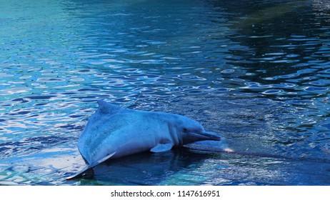 Dolphin is relaxing on the water surface