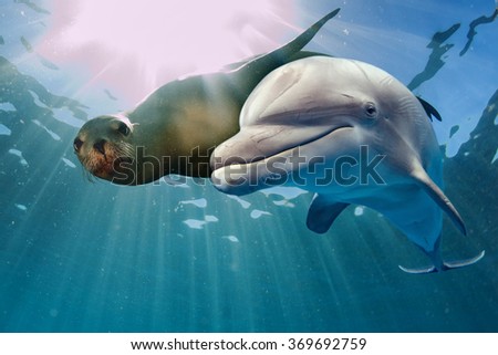 dolphin and sea lion underwater on ocean background looking at you