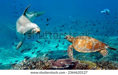 A Dolphin and Sea Turtle Underwater portrait close up while looking at you