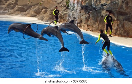 Dolphin Show