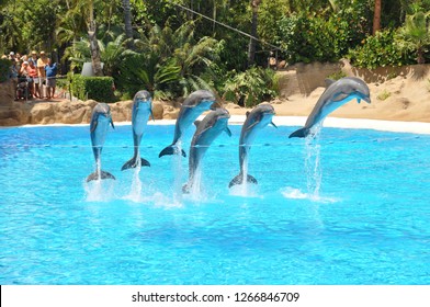 Dolphin Show, Entertainment Park, Canary Islands