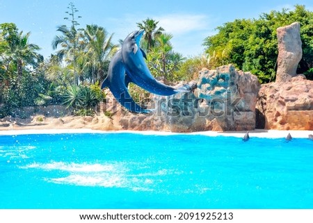 Dolphin show in Loro park, Tenerife, Spain