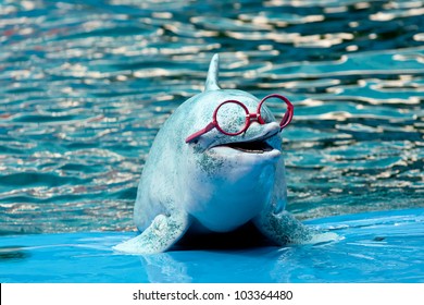 Dolphin Show In The Park At Phuket Province, Thailand.