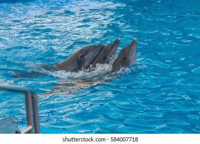 Dolphin Show In Phuket