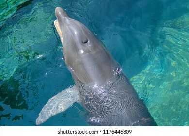 Dolphin Showing Its Blowhole