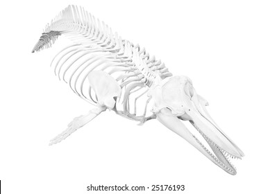 343 Dolphin skeleton Images, Stock Photos & Vectors | Shutterstock