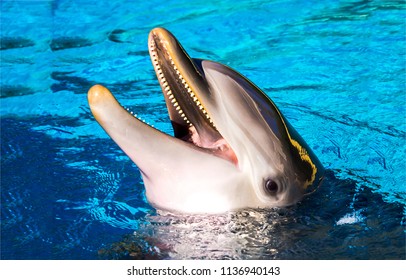 Dolphin smile in water. Cute dolphin smiling. Dolphin portrait