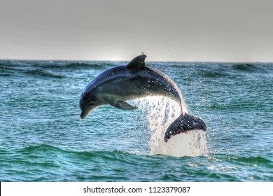 Dolphin In St Andrews St Park, Panama City Beach Fl