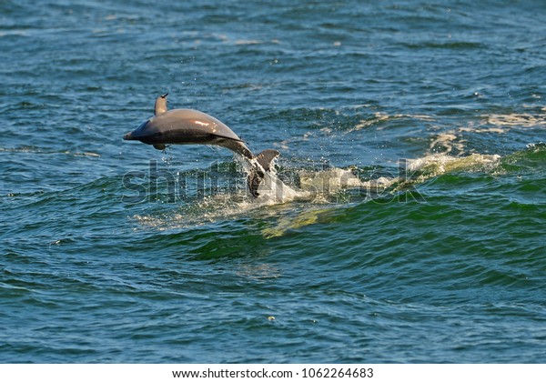 Dolphin St Andrews State Park Panama Stock Photo Edit Now 1062264683