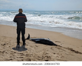 Dolphin stranded by the beach with the authority taking care of the situation trying to return it to the sea