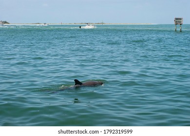 Dolphin Surfacing In The Gulf Of Mexico