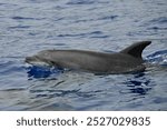 Dolphin surfacing in the ocean, wild and free. Bottlenose dolphin off the coast of Europe.