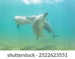 Dolphin swim.
The small white one is a child born this year.
Notojima Island in Ishikawa is known as the northernmost habitat of the Indian Ocean Bottlenose Dolphin (Tursiops aduncus).
May 5, 2017.
