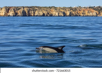 A Dolphin Swimming In The Algarve, Portugal.