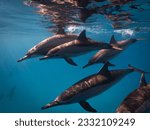 Dolphin swimming gracefully in the Red Sea